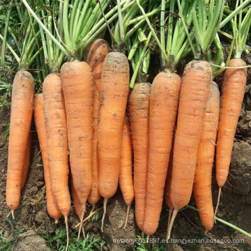HCA08 Bianer de 20 a 25 cm de longitud, semillas de zanahoria Op en semillas de hortalizas
